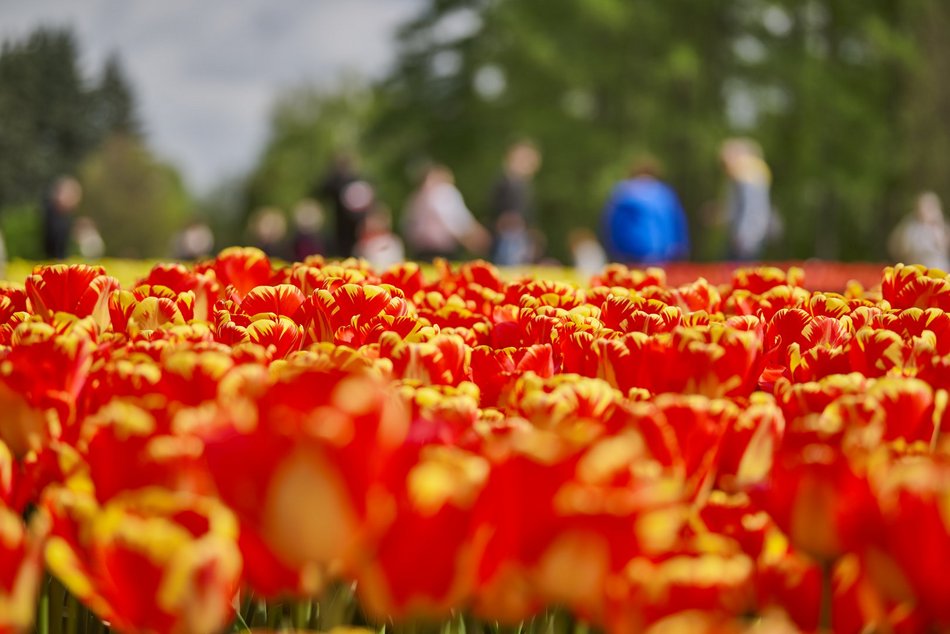 Kwitnące tulipany w Ogrodzie Botanicznym w Łodzi