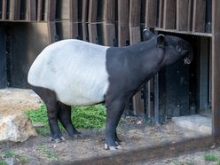 Nowy tapir w Orientarium Zoo Łódź