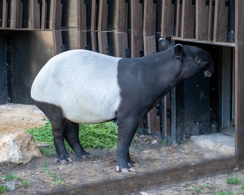 Nowy tapir w Orientarium Zoo Łódź