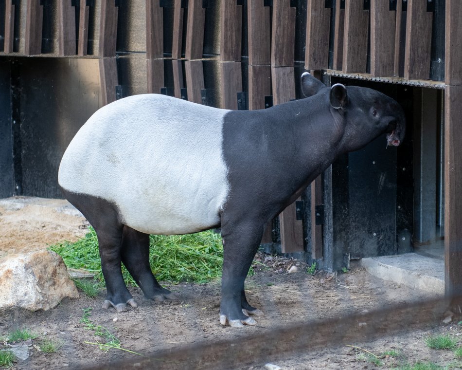 Nowy tapir w Orientarium Zoo Łódź