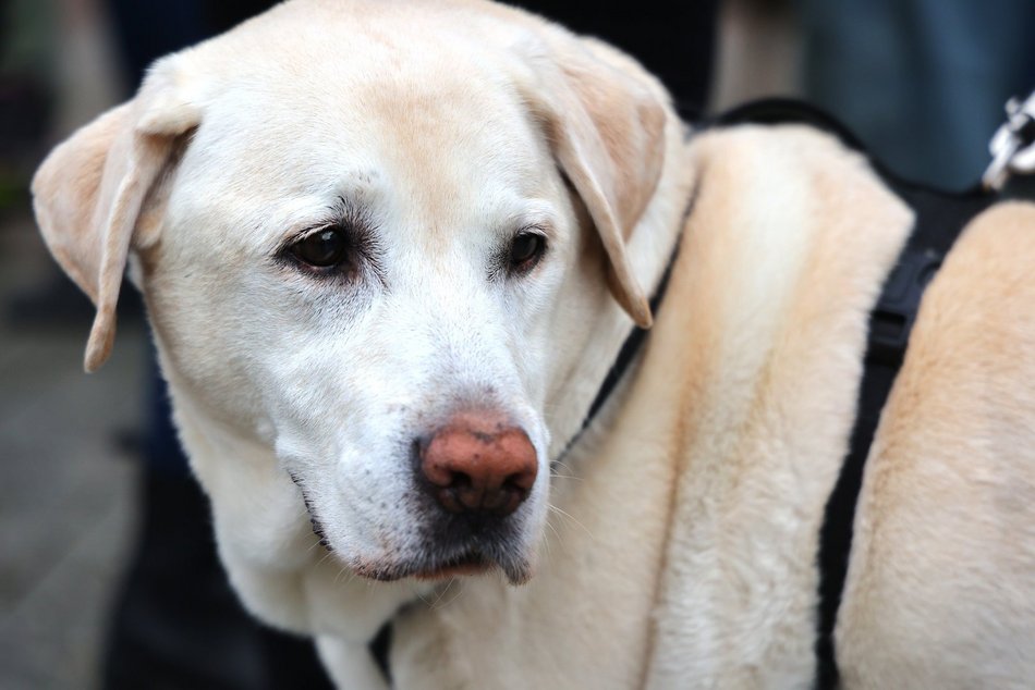 Parada Kundelków w Łodzi