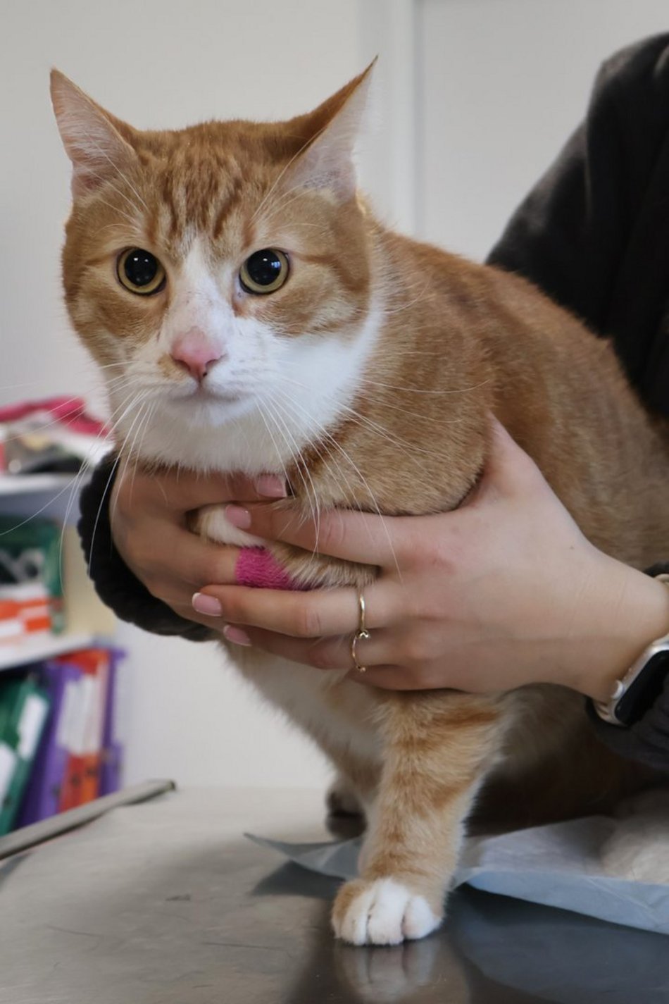 Łódź. Przygarnij Kluska! Czeka na swoją nową rodzinę w schronisku