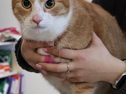 Łódź. Przygarnij Kluska! Czeka na swoją nową rodzinę w schronisku