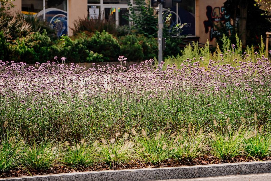 Łódź. Wrzesień w Łodzi potrafi zaskoczyć! Miasto wciąż tętni kolorami i zapachem kwiatów