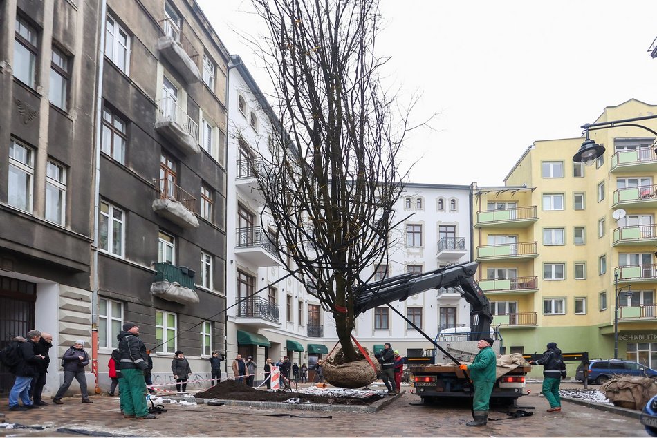 Посадка липи на Próchnika/Lipowej