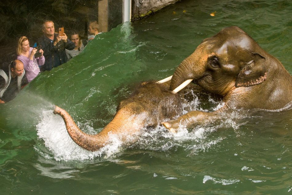 Do trzech słoni mieszkających w Orientarium Zoo Łódź wkrótce dołączy czwarty kolega