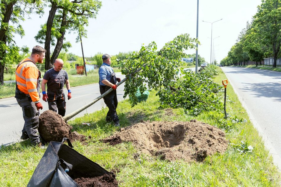Łódź. Inflancka w Łodzi jeszcze bardziej zielona. Przybędzie aż 56 drzew!