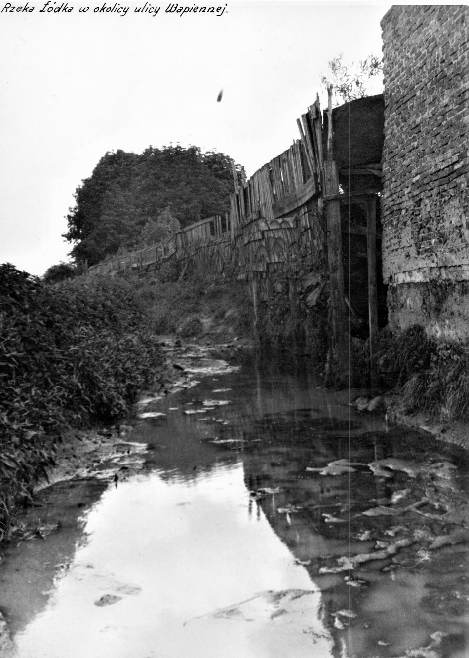 Łódź. W okolicach ul. Wapiennej znaleziono szczątki pradawnych zwierząt