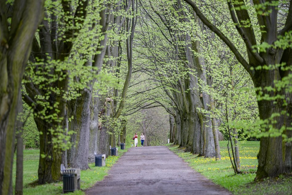 Morze tulipanów w Ogrodzie Botanicznym w Łodzi. Nie możesz tego przegapić