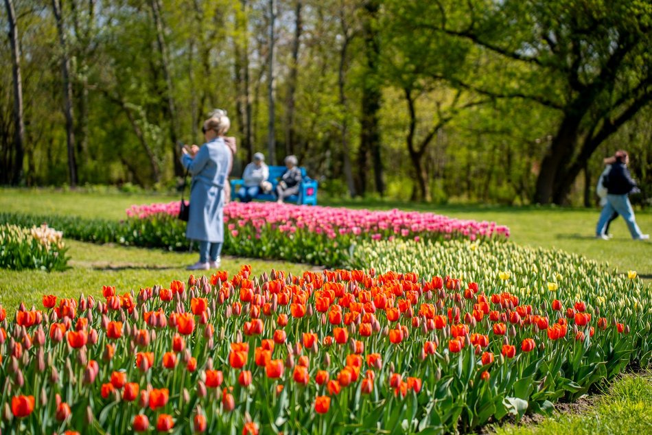 Łódź. Tysiące tulipanów w Ogrodzie Botanicznym w Łodzi. Przyjdź i zobacz je na własne oczy!
