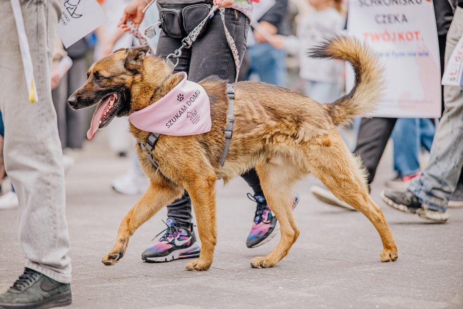 Łódź. Parada Kundelków na Piotrkowskiej