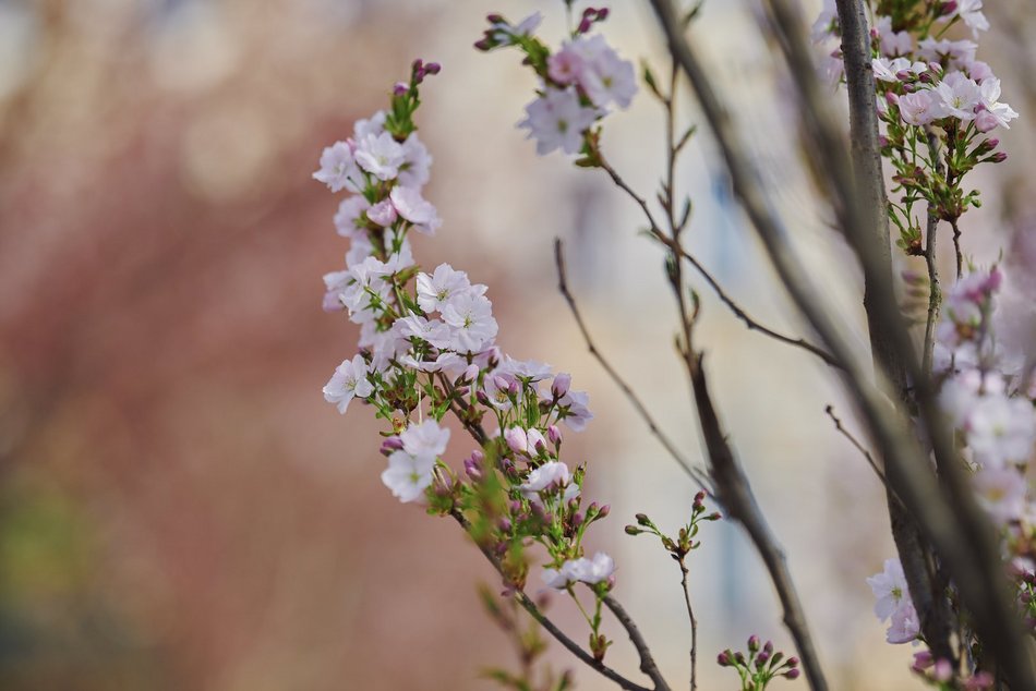 Łódź. Zobacz, jak skwer przy Kilińskiego i Rewolucji w Łodzi mieni się wszystkimi kolorami wiosny
