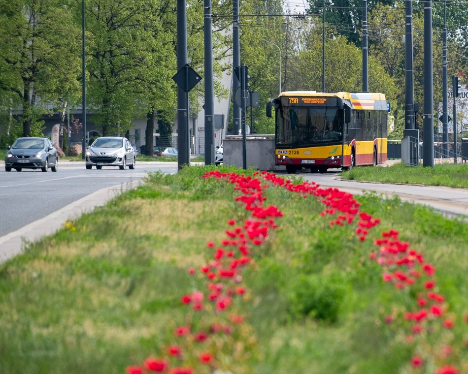 Łódź. Szpaler tulipanów na Piłsudskiego w Łodzi. Podróż tamtędy to uczta dla oczu