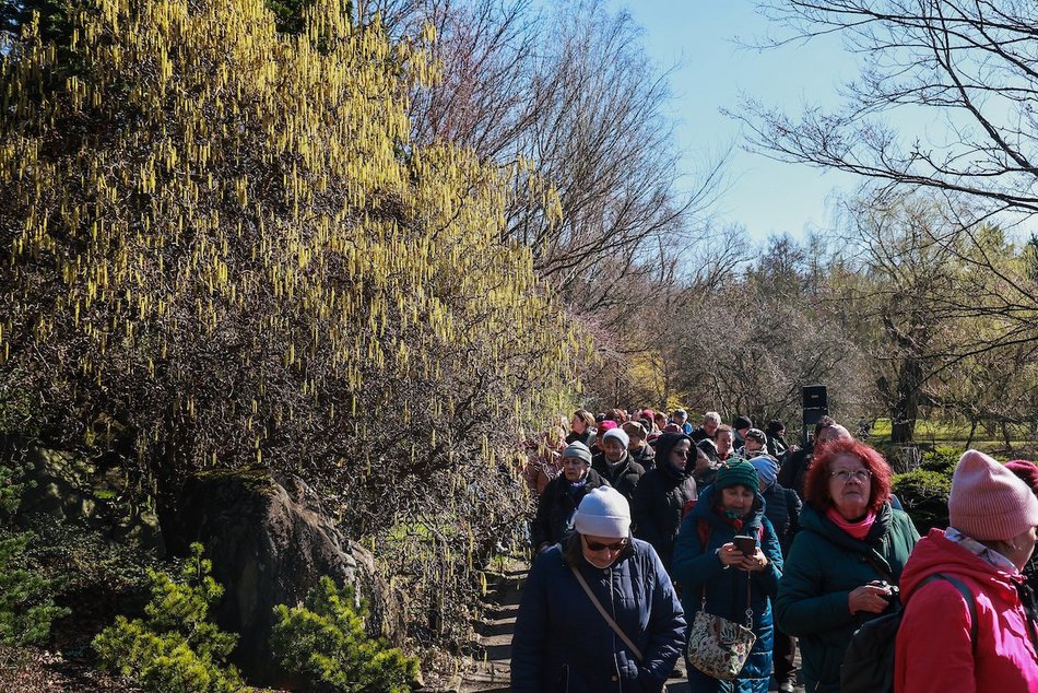 Łódź. W Ogrodzie Botanicznym wiosna w pełni! Przebiśniegi i krokusy zachwycają