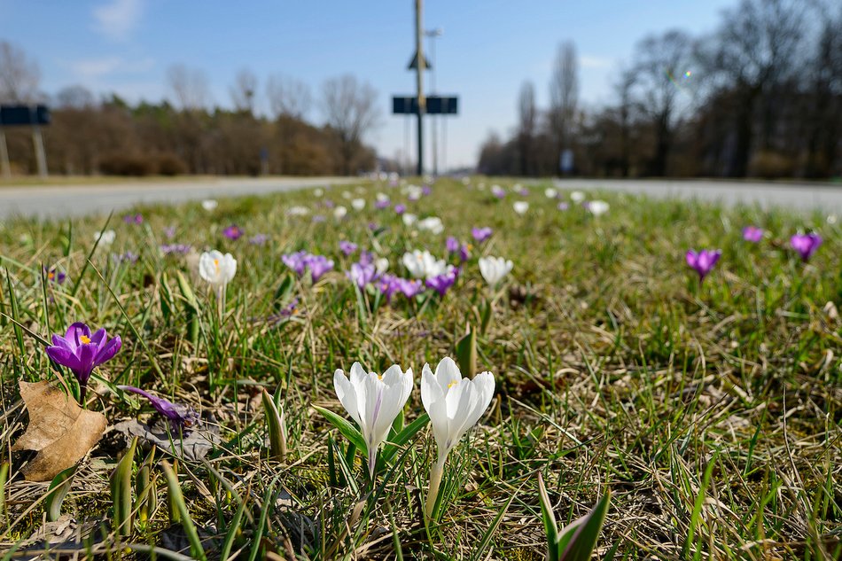 Łódź. Wiosna przy Aleksandrowskiej w Łodzi. Oczy łodzian cieszą kwitnące krokusy