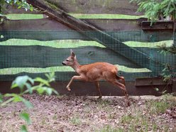Na pomoc, wiewiórkom, kaczkom i innym słodziakom! Jak zadbać o dzikie zwierzęta w Łodzi?