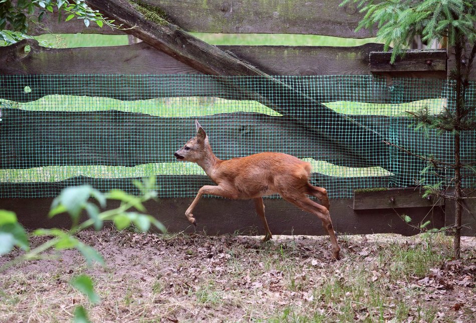 Na pomoc, wiewiórkom, kaczkom i innym słodziakom! Jak zadbać o dzikie zwierzęta w Łodzi?