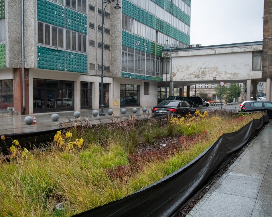 Chronimy rośliny na zimę w Łodzi. Zobacz, co pomoże im przetrwać