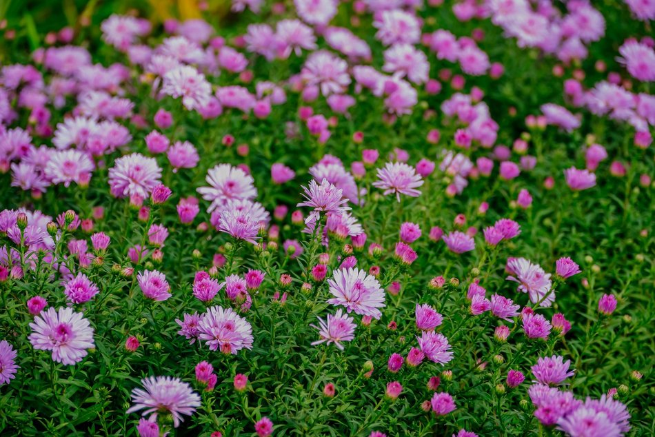Łódź. Jesień w Ogrodzie Botanicznym w Łodzi. Tam z pewnością pokochasz tę porę roku!