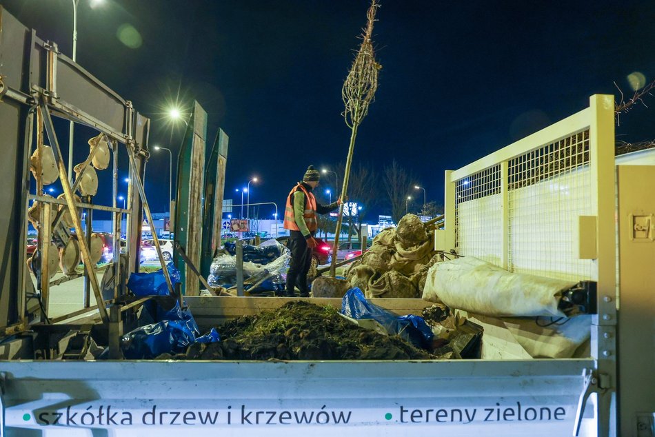 Łódź. Nowe drzewa przy Jana Pawła II