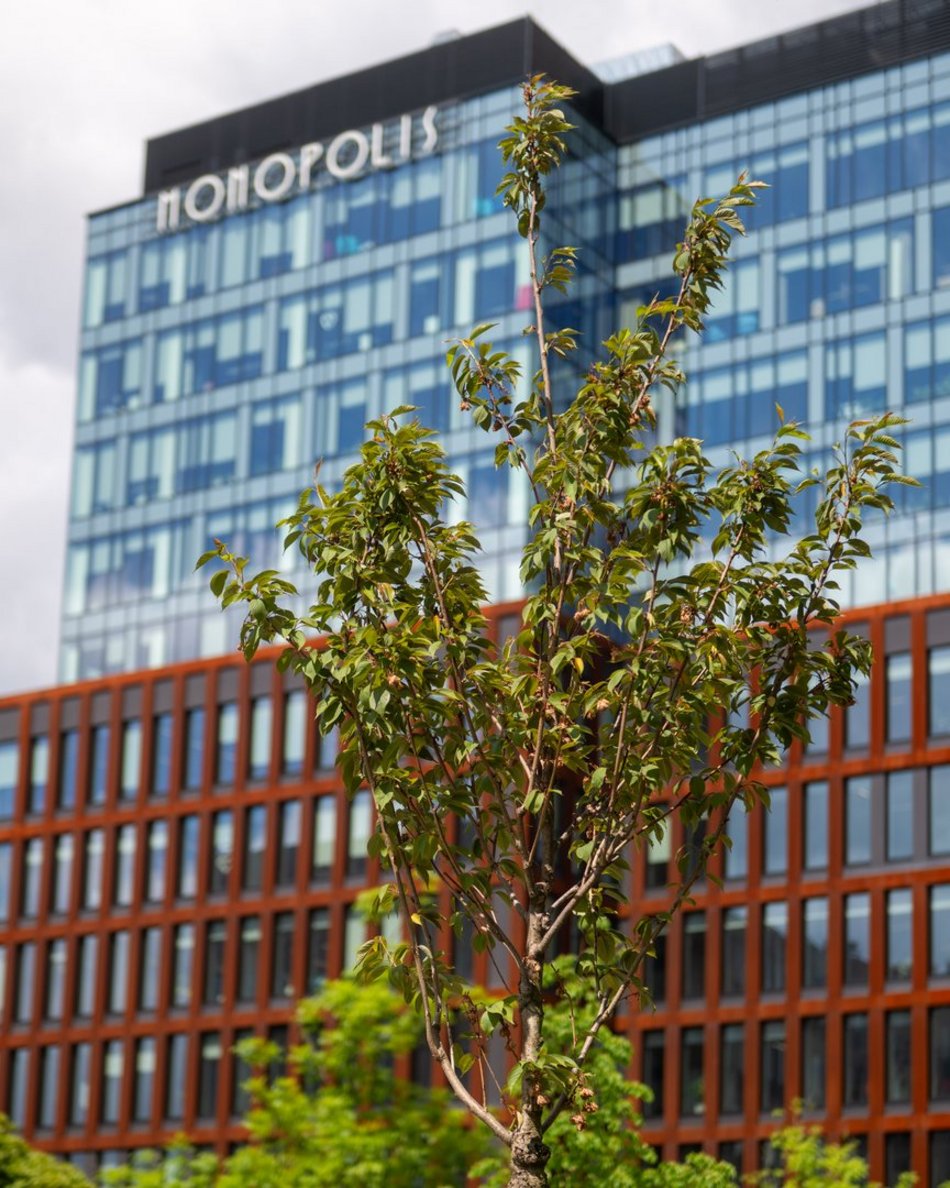 Łódź. Aż 80 nowych drzew przy Monopolis w Łodzi! Piękne wiśnie zdobią Wydawniczą