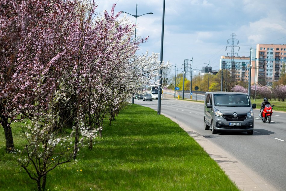 Łódź. Biało-różowy zawrót głowy na Rokicińskiej w Łodzi. Kwitnąca przyroda wygląda, jak z bajki!