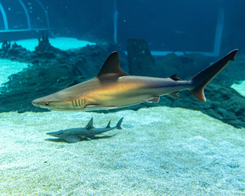 Podwodny świat w Orientarium Zoo Łódź