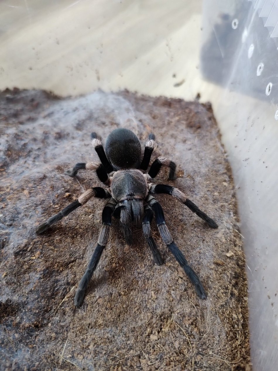 Haplocosmia himalayana 