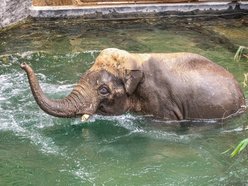 Co jedzą słonie w Orientarium Zoo Łódź