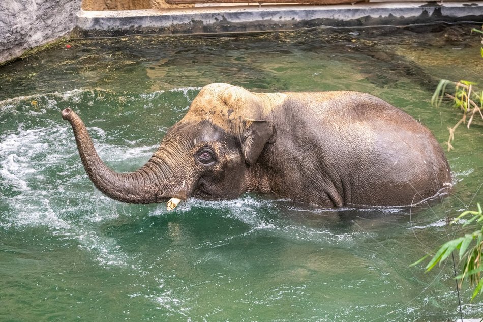 Co jedzą słonie w Orientarium Zoo Łódź