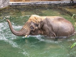 Co jedzą słonie w Orientarium Zoo Łódź