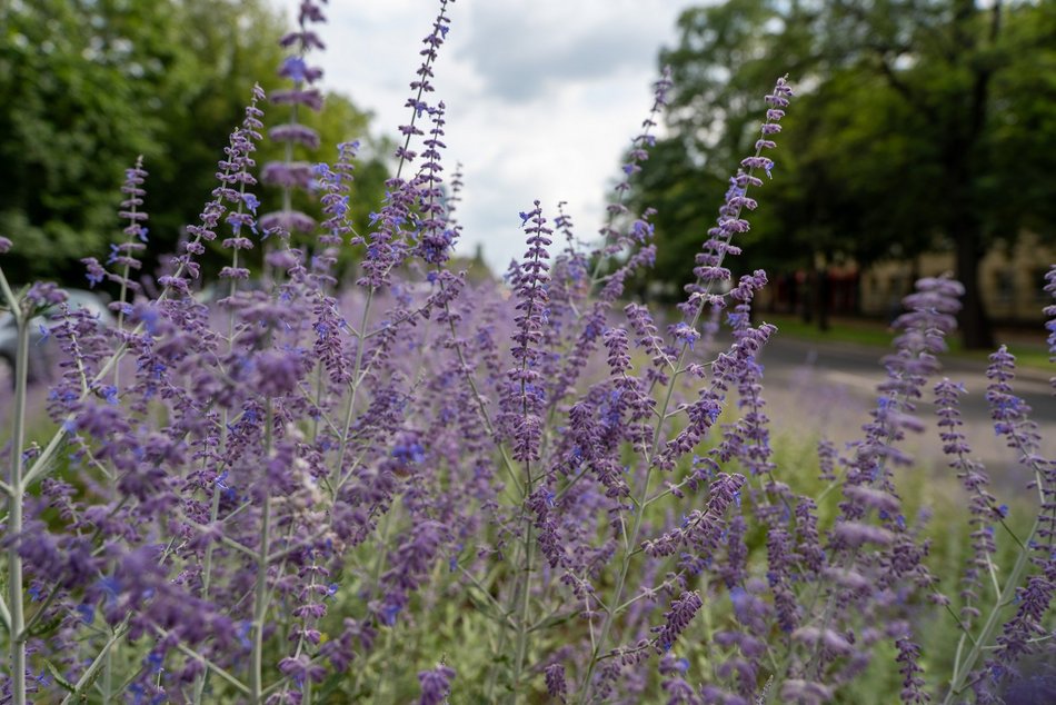 Perowskia łobodolistna przy Uniwersyteckiej!