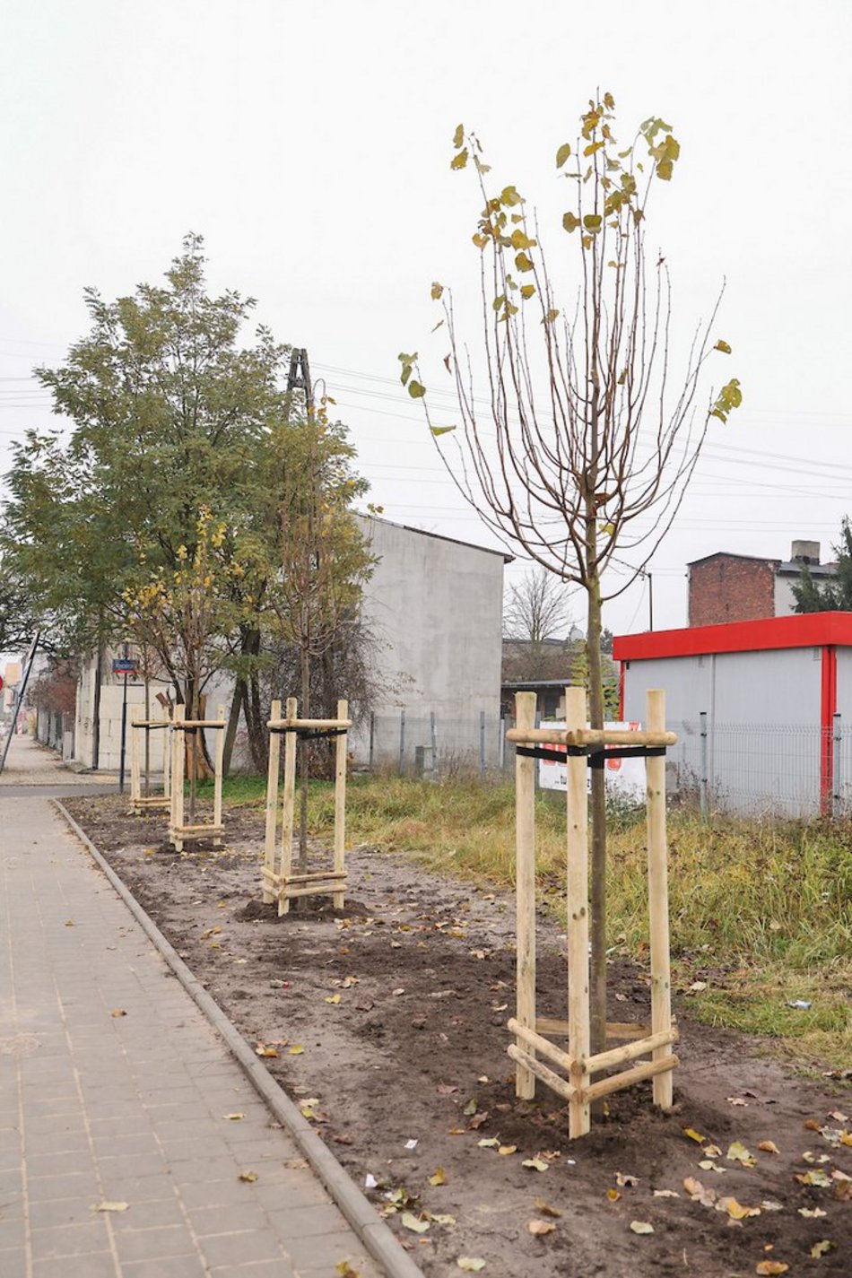 Łódź coraz bardziej zielona! Nowe drzewa pojawiły się na Górnej