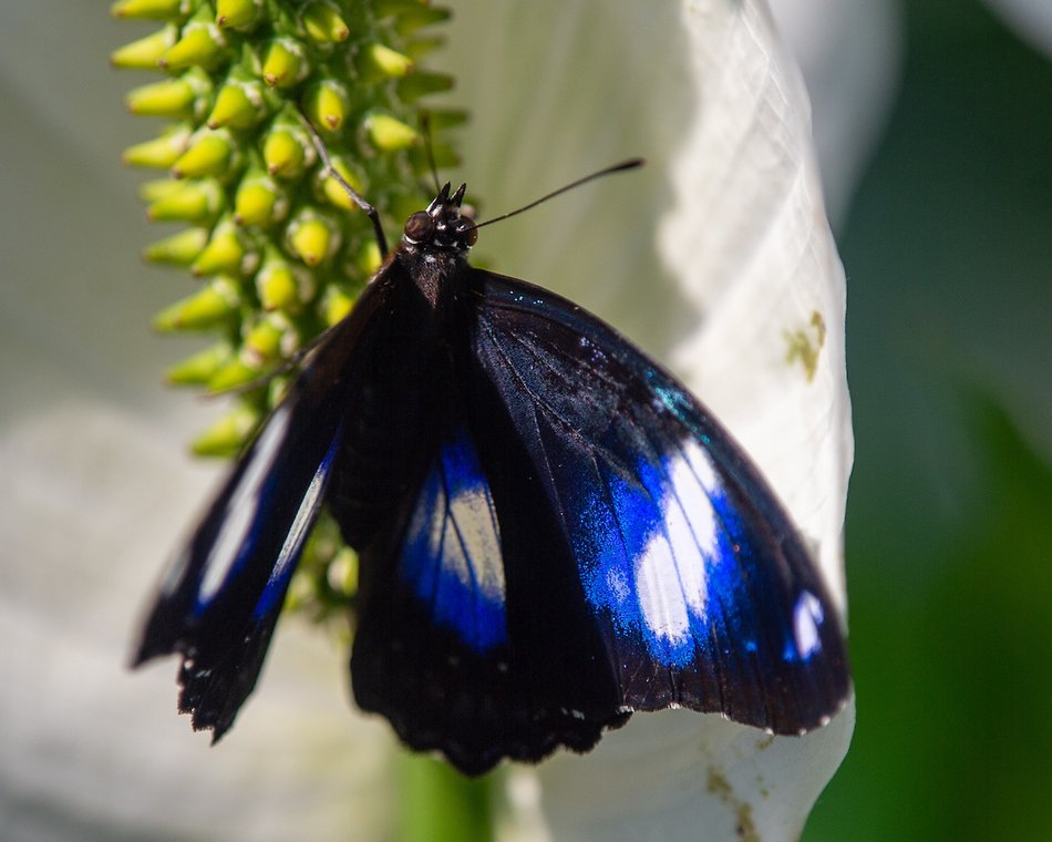 Łódź. Motylarnia w Orientarium Zoo Łódź już otwarta! Zobacz najpiękniejsze motyle świata