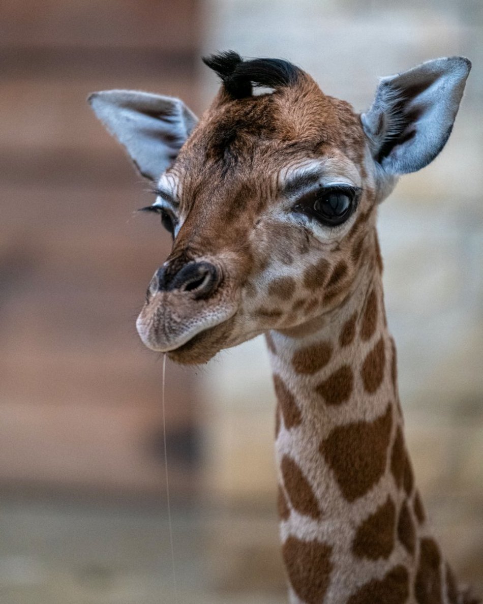 zwierzęta w zoo