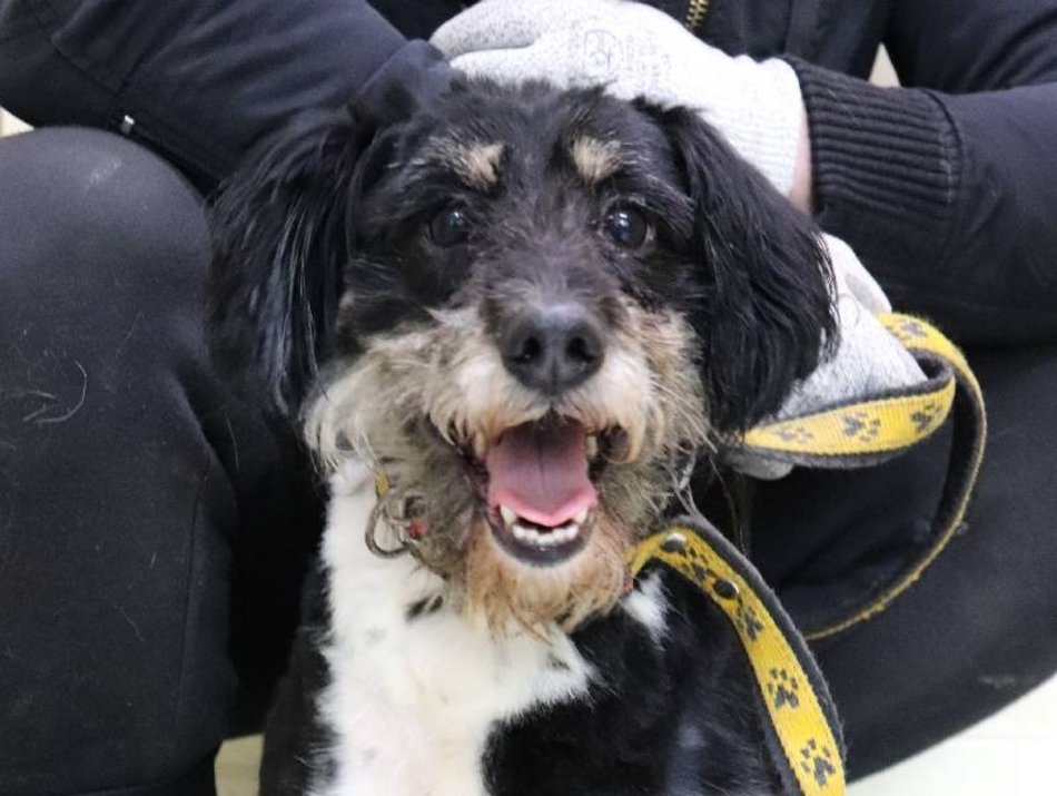 Łódź. Łaciaty ze schroniska w Łodzi to piesek po przejściach. On zasługuje na stały dom!