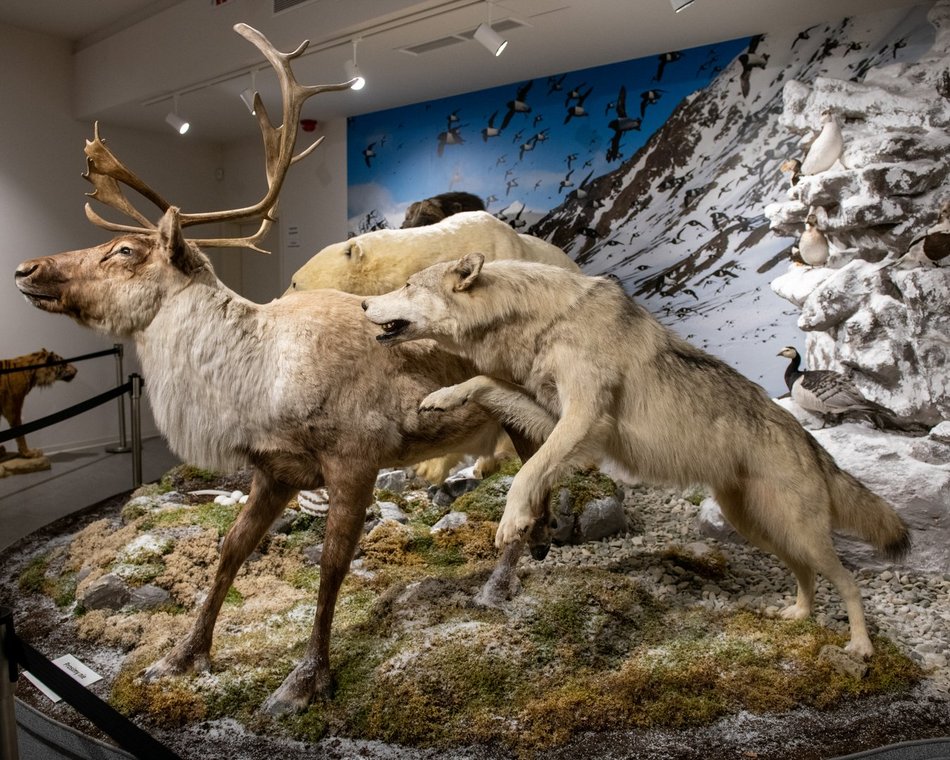 Łódź. Odkryj Muzeum Przyrodnicze w Łodzi. To niezwykły świat zwierząt, dinozaurów, tajemnic natury i przygód!