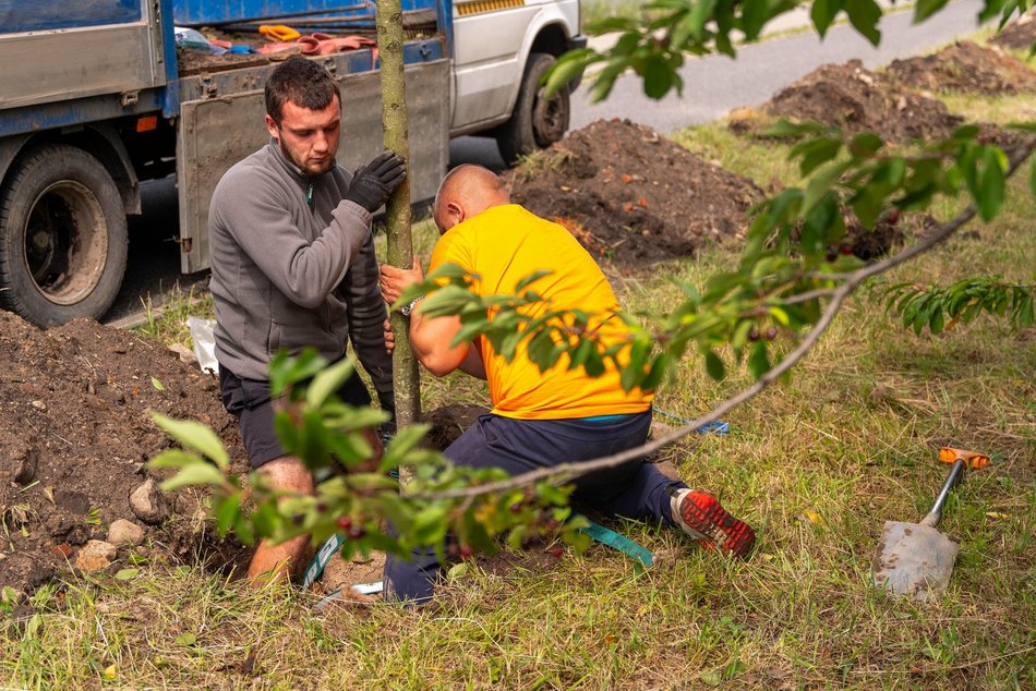 Wojska Polskiego w Łodzi jeszcze bardziej zielona! Przybyło 300 nowych drzew