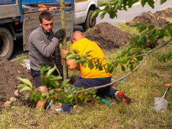 Wojska Polskiego w Łodzi jeszcze bardziej zielona! Przybyło 300 nowych drzew