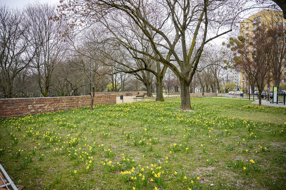 Łódź. Park Staromiejski w Łodzi w żółtych barwach żonkili. Aż chce się spacerować!