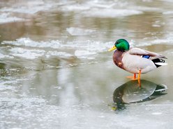 Łódź. Zamarznięty staw