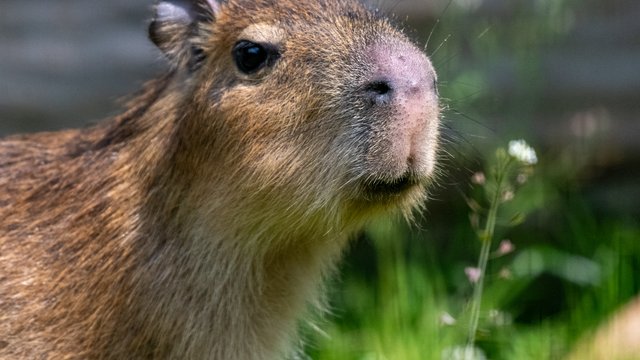 Kapibary wróciły do Łodzi. Uwielbiane zwierzaki znów w Orientarium Zoo Łódź [ZDJĘCIA]