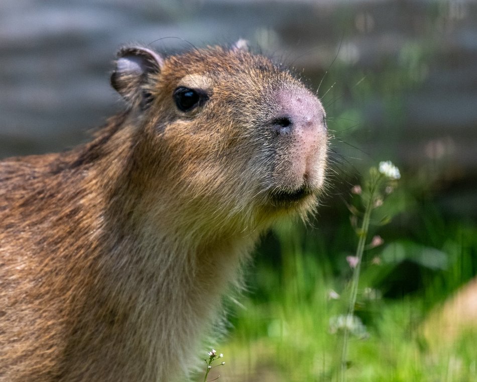 Kapibary w Orientarium Zoo Łódź