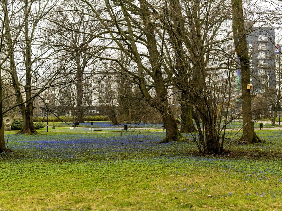 Cebulice i śnieżniki w parku Klepacza