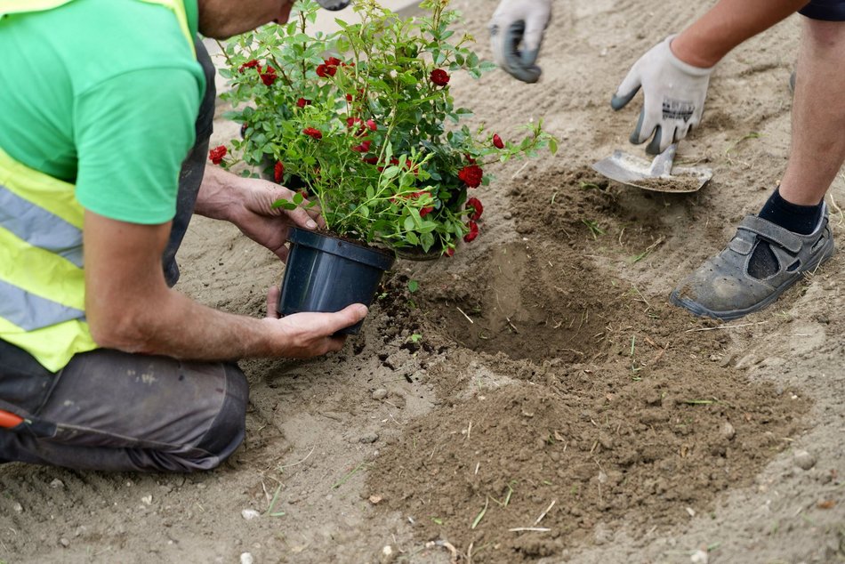 Aleksandrowska zielenieje! Nowe nasadzenia w ramach Budżetu Obywatelskiego Łódź