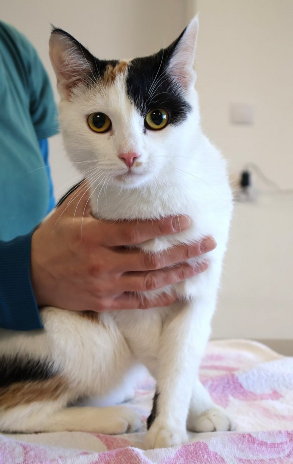 Tosia szuka swojego ktosia. Kotka czeka cierpliwie w schronisku w Łodzi