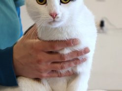 Tosia szuka swojego ktosia. Kotka czeka cierpliwie w schronisku w Łodzi