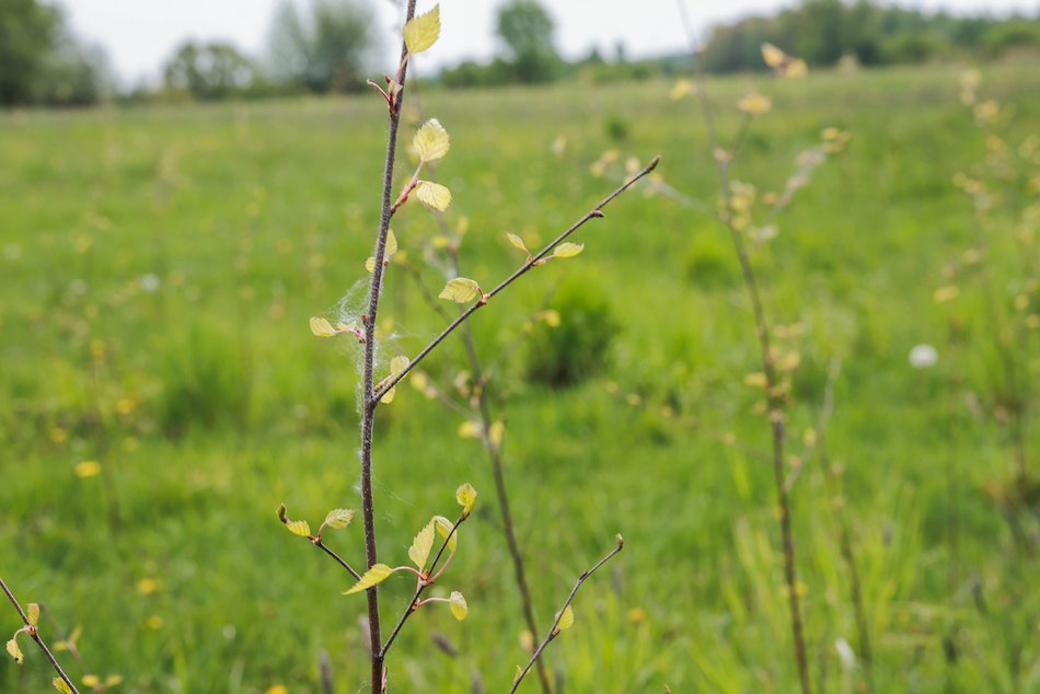 Łódź. Z 15 tysięcy małych sadzonek powstanie prawdziwy gaj!