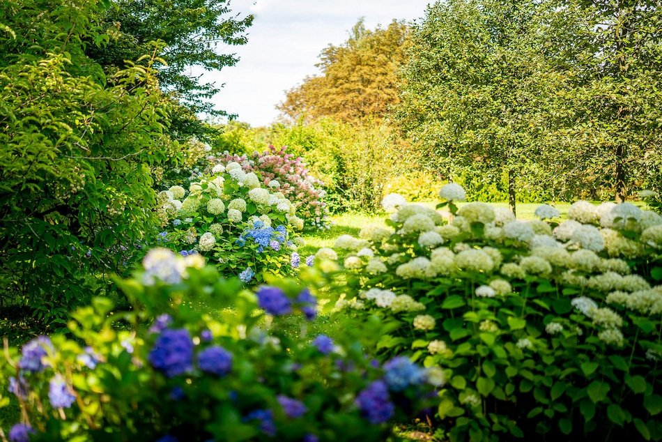 Łódź. Hortensje opanowały Ogród Botaniczny w Łodzi! To prawdziwa feeria barw