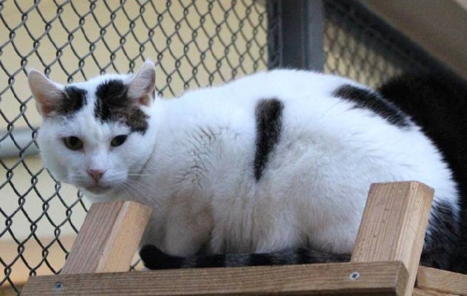 Łódź. Adoptuj odpowiedzialnie! Pomóż kociakom ze schroniska w Łodzi znaleźć nowe domy